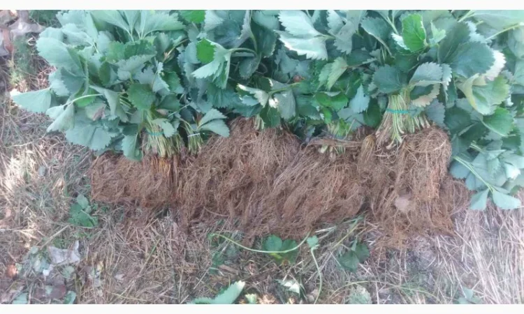 Рассада клубники - фото № 2