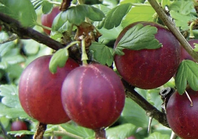 Продам саженцы клубники-гигантеллы - фото № 4