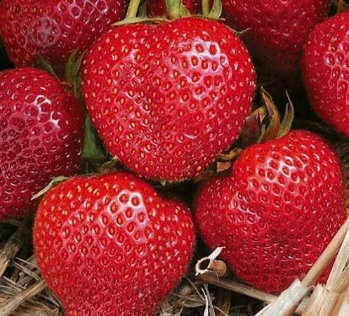 Садженці полуниці альба і румба - фото № 1