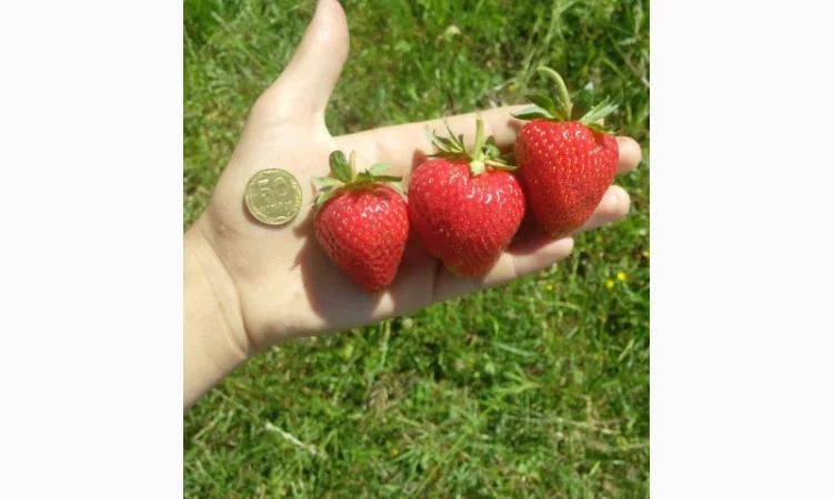 Продам розсаду полуниці - фото № 1