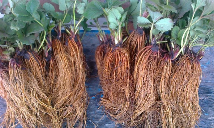 Розсада клубніки - фото № 1