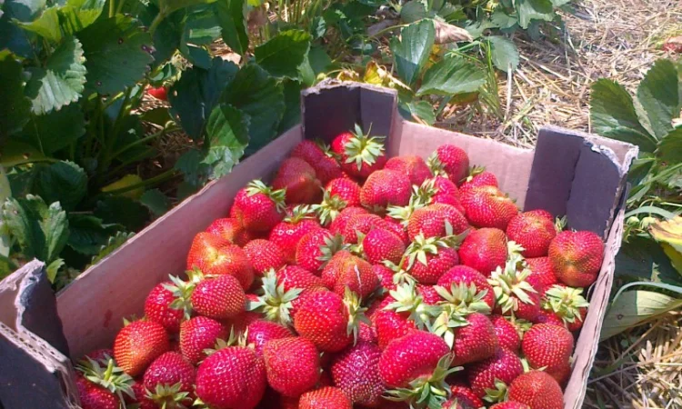 Розсада клубніки - фото № 2