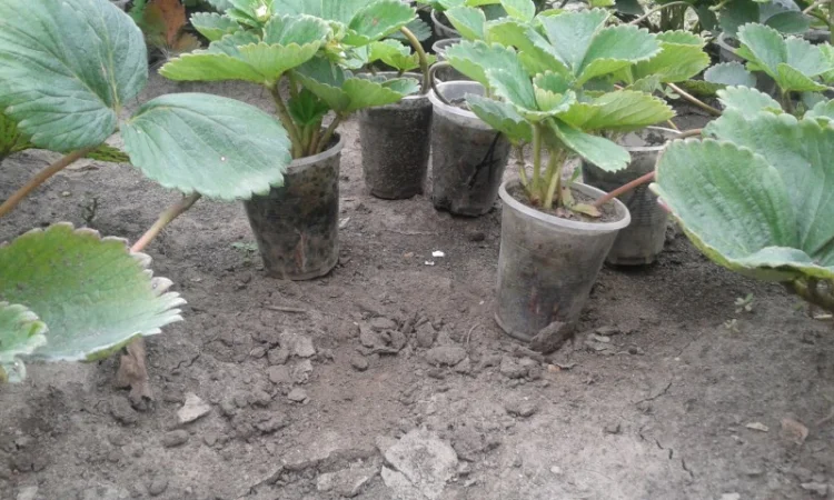 Розсада клубніки - фото № 3