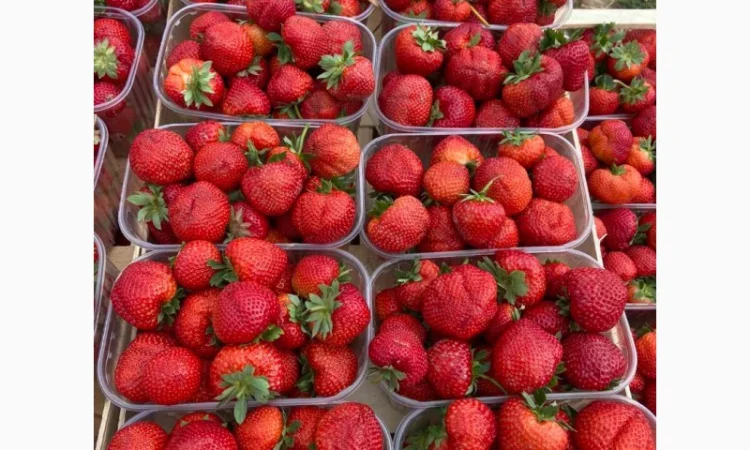 Саджанці полуниці безліч сортів - фото № 1