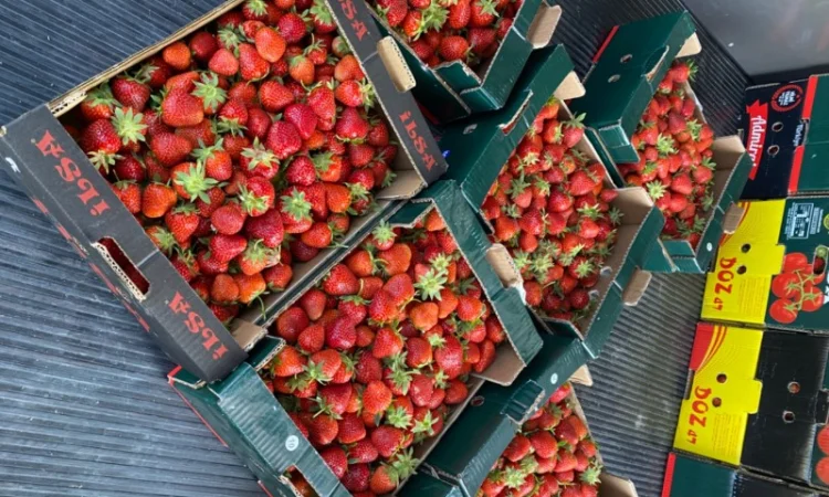 Саджанці полуниці безліч сортів - фото № 10