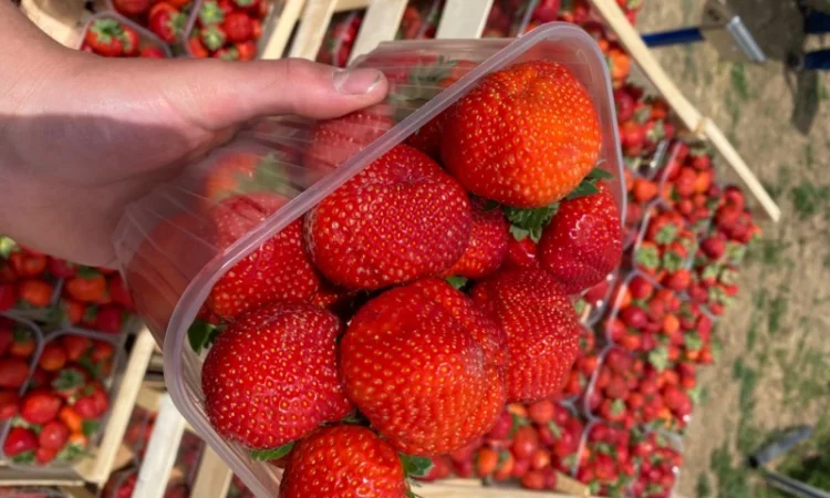 Саджанці полуниці безліч сортів - фото № 2