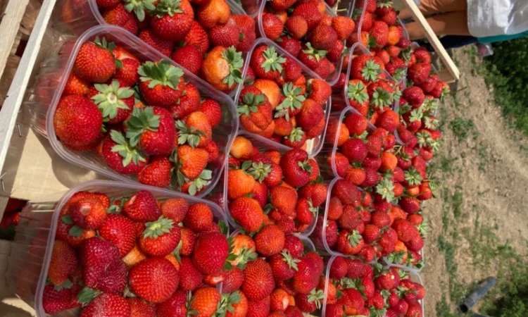 Саджанці полуниці безліч сортів - фото № 4