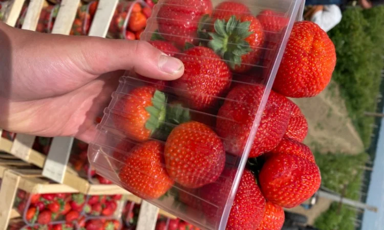 Саджанці полуниці безліч сортів - фото № 5