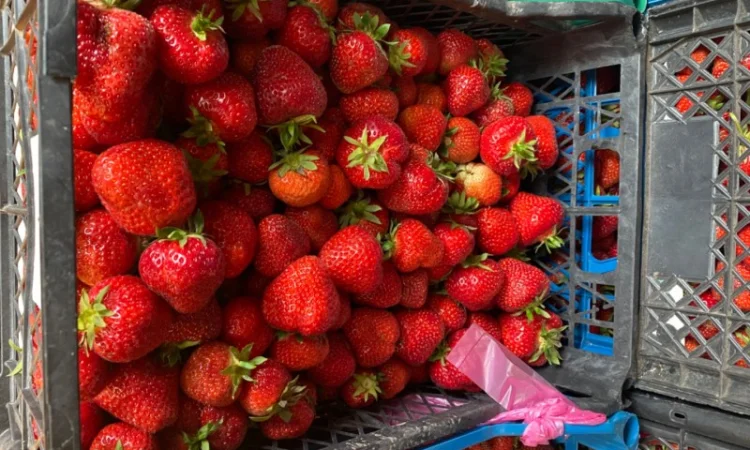 Саджанці полуниці безліч сортів - фото № 6