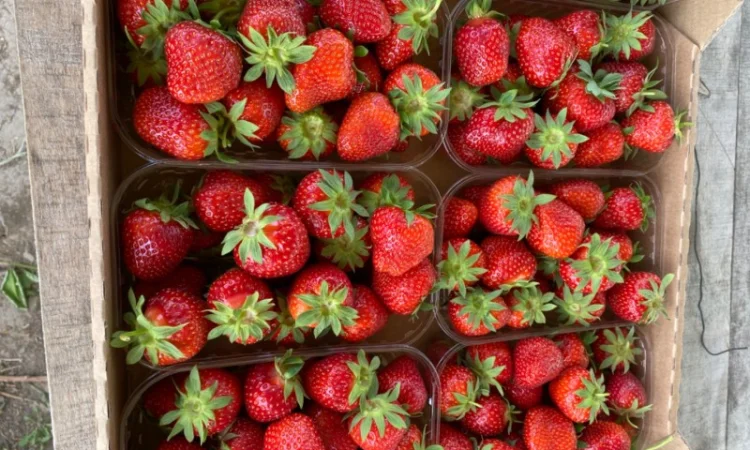 Саджанці полуниці безліч сортів - фото № 7