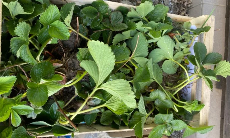 Саджанці полуниці безліч сортів - фото № 8