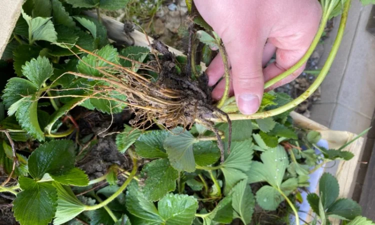 Саджанці полуниці безліч сортів - фото № 9