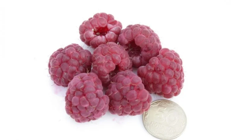 Саженцы малины ремонтантного сорта "Княгиня" - фото № 1