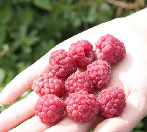 Саженцы малины ремонтантного сорта "Княгиня" - фото № 2