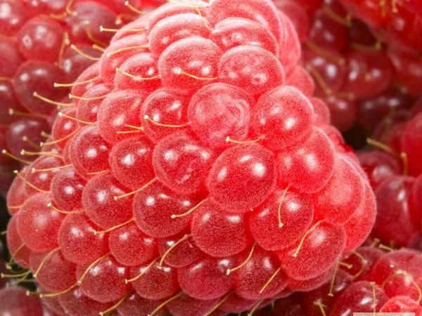 Саженцы малины сорта Брусвяна в продаже - фото № 1