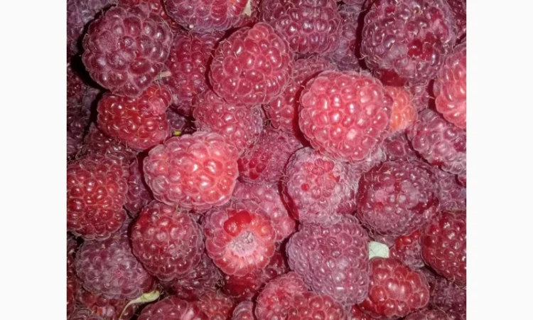 Саженцы малины сорта Брусвяна в продаже - фото № 2