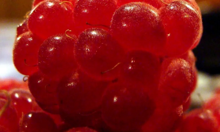 Продаж саженців малини Глен Ампл та Глен Файн - фото № 1