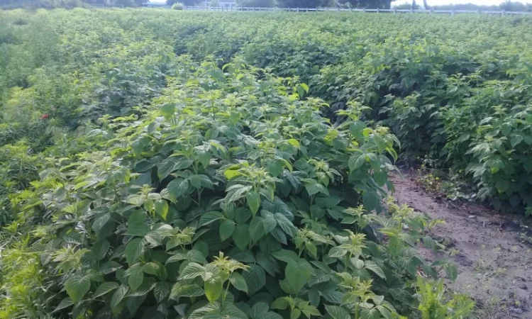 Саженцы малины Брусвяна Зюгана Полка в продаже - фото № 2