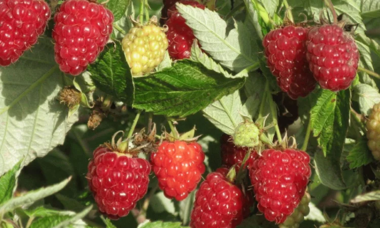 Продаются саженцы малины сортов Атлант, Полана, Зюгана и другие - фото № 2