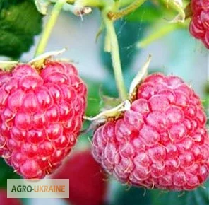 Продаются саженцы малины сортов Атлант, Полана, Зюгана и другие - фото № 3