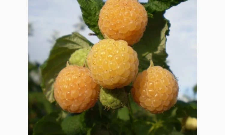 Саджанці ремонтантної жовтої малини Ранкова роса (з шипами) - фото № 1