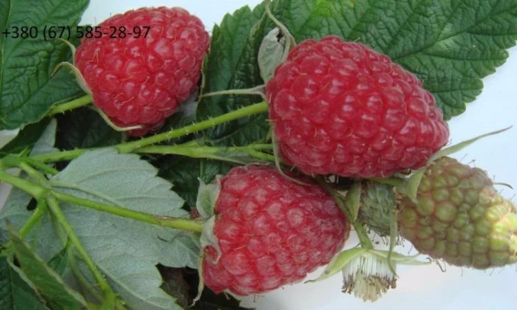 Саженцы Малины Брусвяна Полана Зюгана - фото № 1