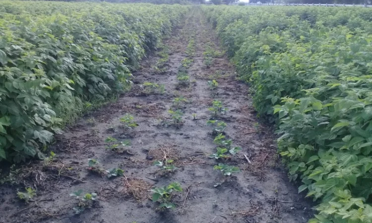 Саженцы Малины Брусвяна Полана Зюгана - фото № 3