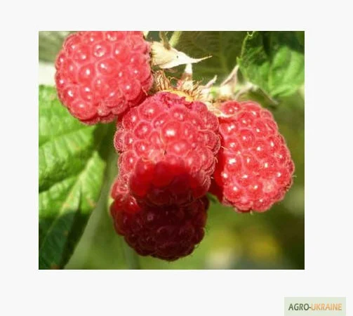 Саженцы малины Крепыш – разнообразие сортов - фото № 1