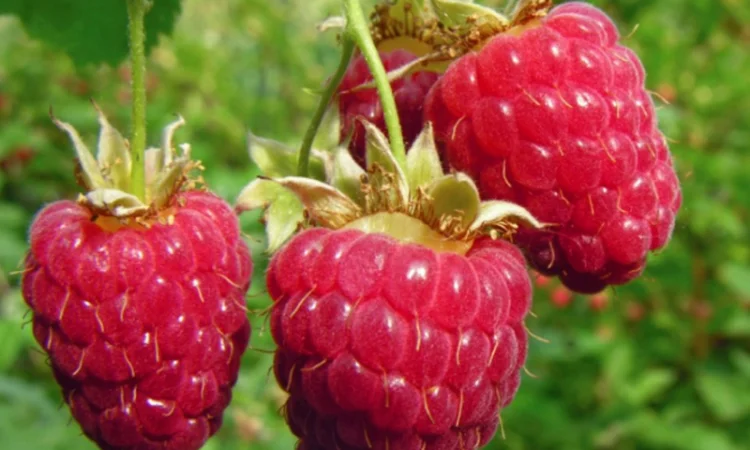 Саженцы малины Крепыш – разнообразие сортов - фото № 2