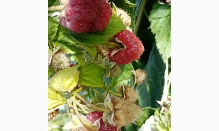 Саженцы малины Крепыш – разнообразие сортов - фото № 3