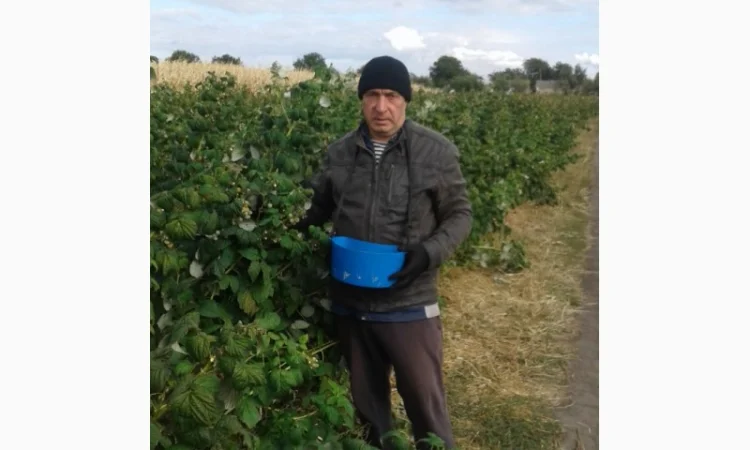 Саженцы ремонтантной малины ЗЕВА в продаже - фото № 3