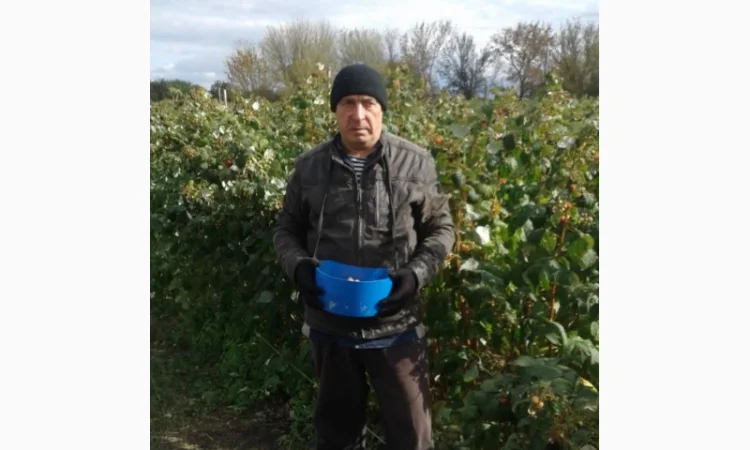 Саженцы ремонтантной малины ЗЕВА в продаже - фото № 4