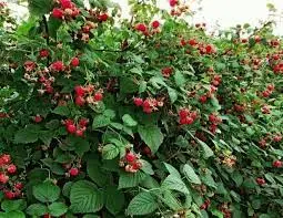 Продам саженцы малины ранних средних поздних ремонтантных сортов - фото № 4