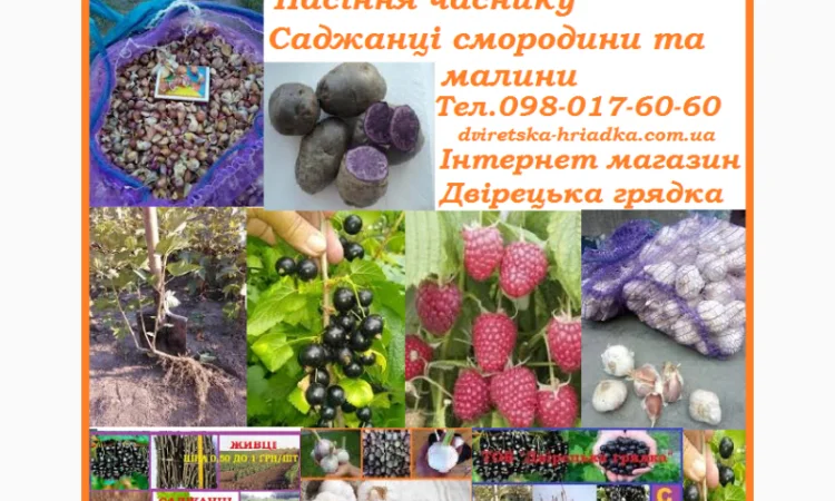 Саженцы ремонтантной малини от производителя, цена договорная - фото № 2