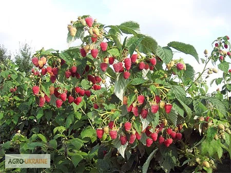 Продам саженцы малины, сорт Полка, Полана, Зюгана, Лячка - фото № 1