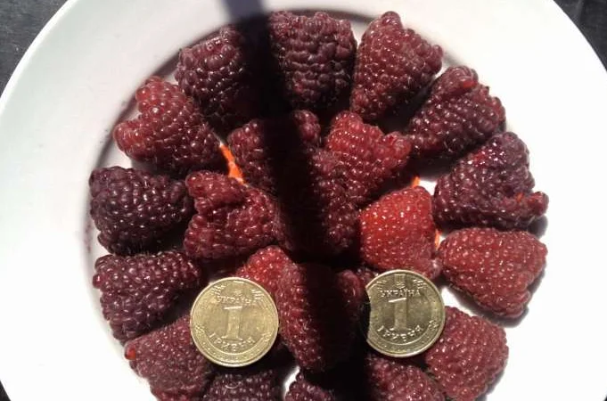 Продаются саженцы малины сорта Зюгана Полка Полана - фото № 1