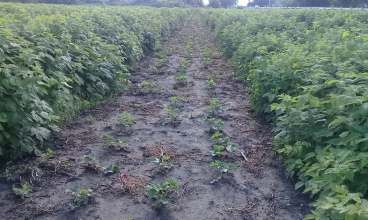 Продаются саженцы малины сорта Зюгана Полка Полана - фото № 2