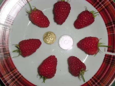 Саджанці ремонтантної малини Брусвяна - фото № 4