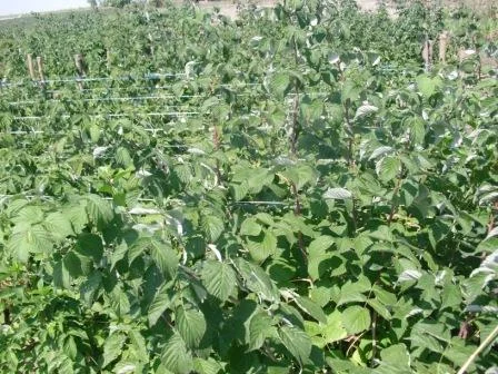 Саджанці ремонтантної малини Брусвяна - фото № 8