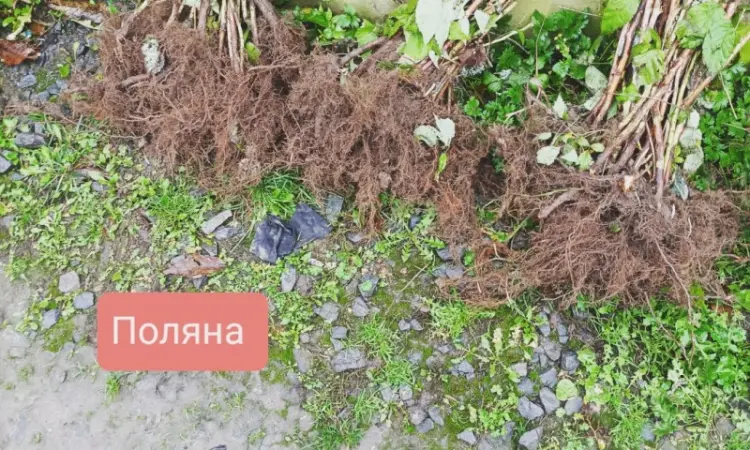 Продаю оптом саженцы высокоурожайной ремонтантной малины - фото № 3