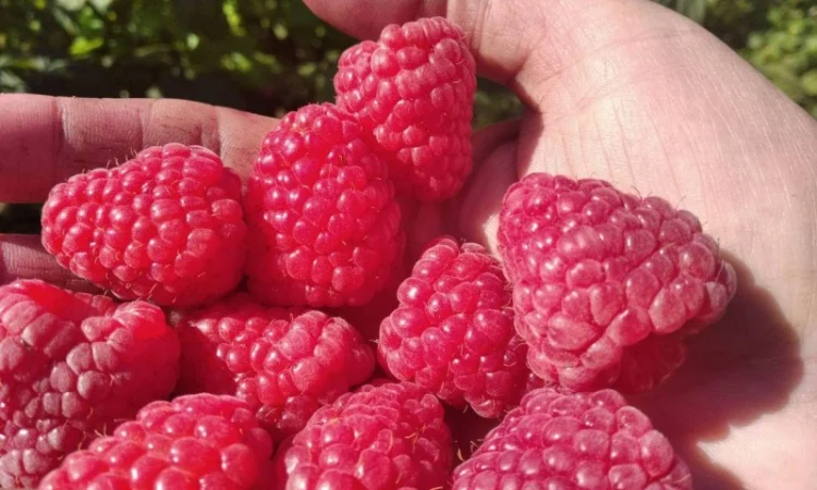 Продается Саженцы малины сорта Маравилла (Maravilla) - фото № 1