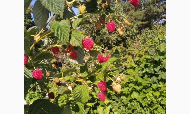 Продается Саженцы малины сорта Маравилла (Maravilla) - фото № 2