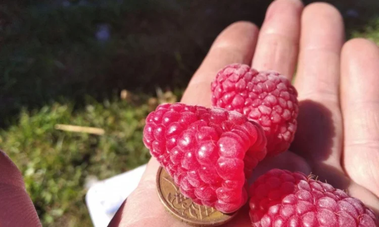 Продается Саженцы малины сорта Маравилла (Maravilla) - фото № 3