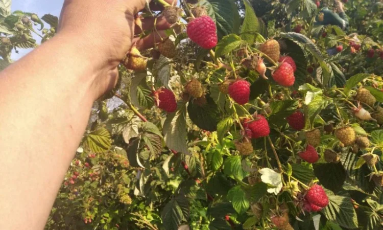 Продается Саженцы малины сорта Маравилла (Maravilla) - фото № 4