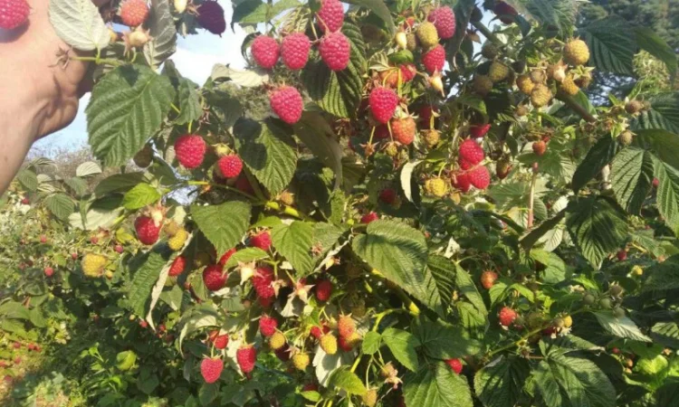 Продается Саженцы малины сорта Маравилла (Maravilla) - фото № 5