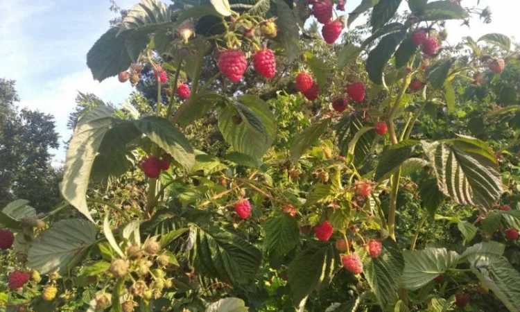 Продается Саженцы малины сорта Маравилла (Maravilla) - фото № 6
