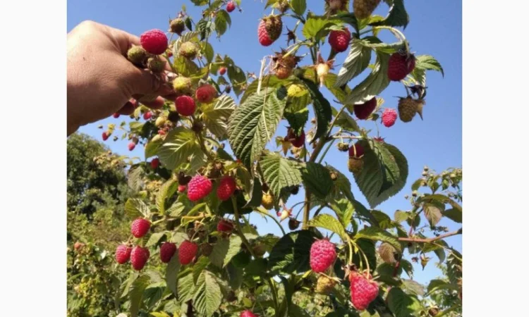 Продается Саженцы малины сорта Маравилла (Maravilla) - фото № 7