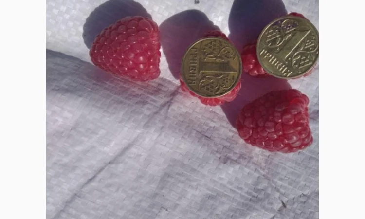 Продается Саженцы малины сорта Маравилла (Maravilla) - фото № 8