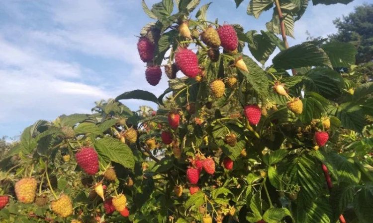 Продается Саженцы малины сорта Маравилла (Maravilla) - фото № 9