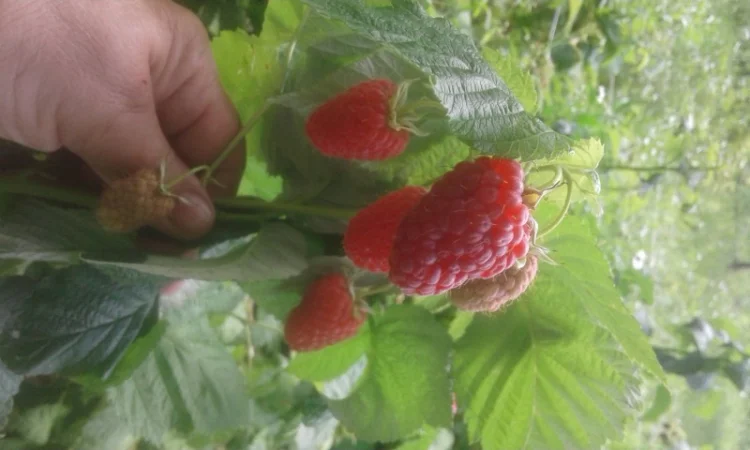 Саджинці малини - фото № 1